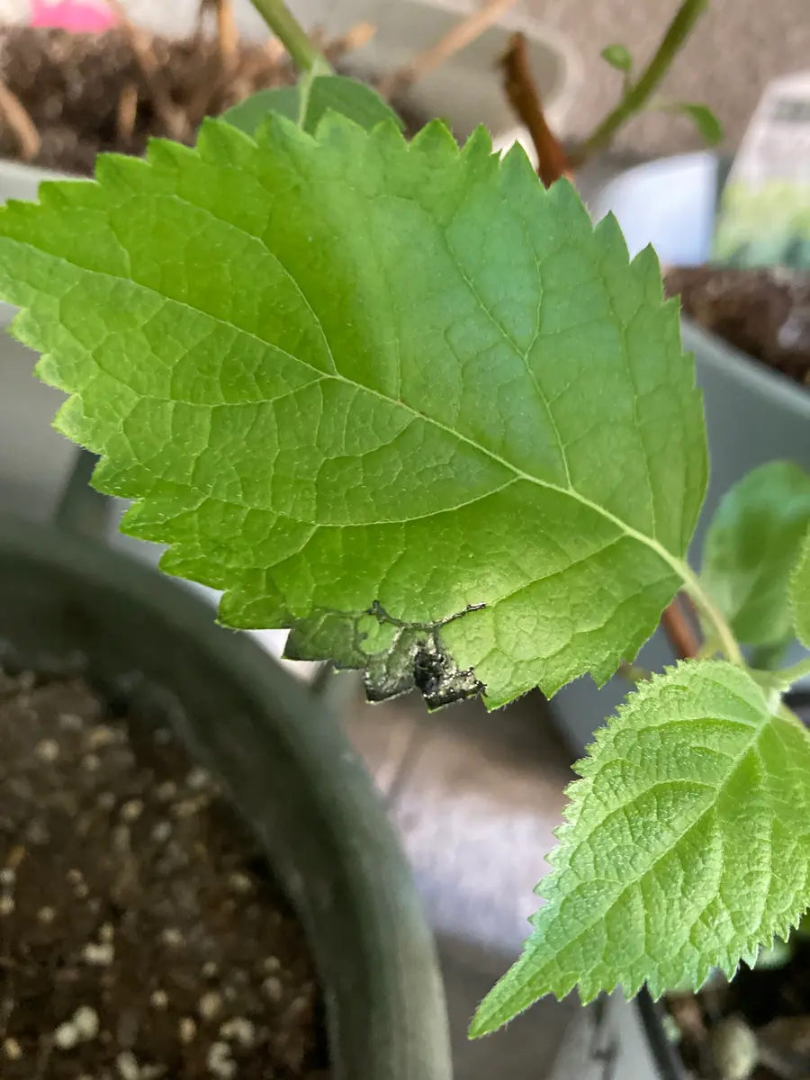 アナベル鉢植え2年目、開花を楽しみにして日々観察しています