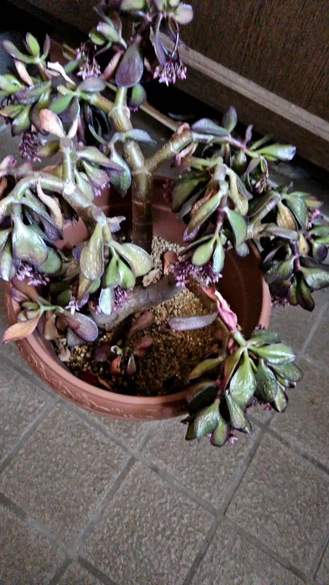 最も優遇 こんにちは。金の成る木について教えていただきたいです。1年 その他観葉植物