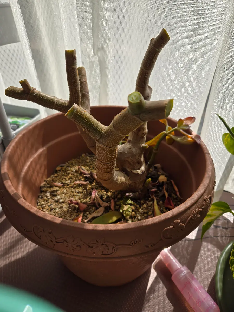 アカシア ソテツ 多肉植物 ゼラニウム 金の成る木