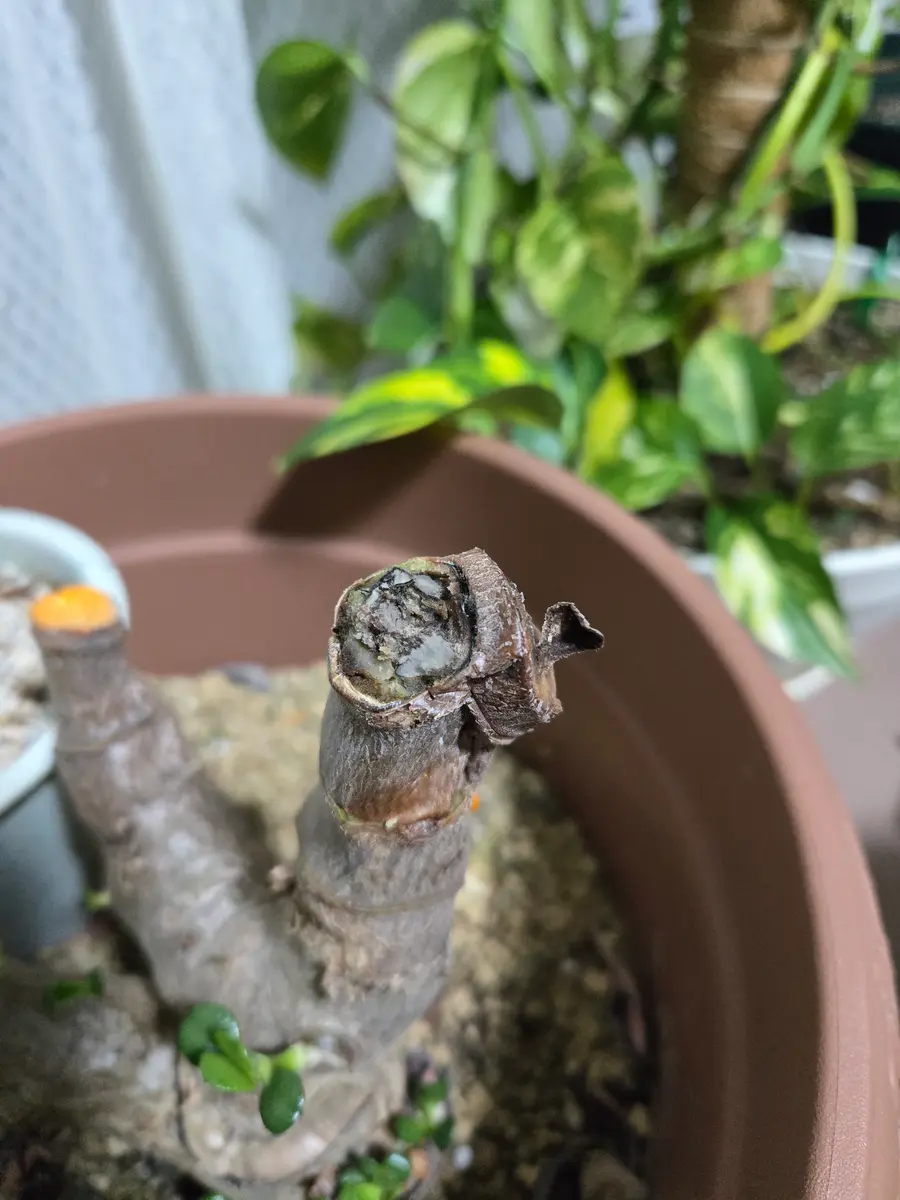 こんにちは。金の成る木について教えていただきたいです。1年