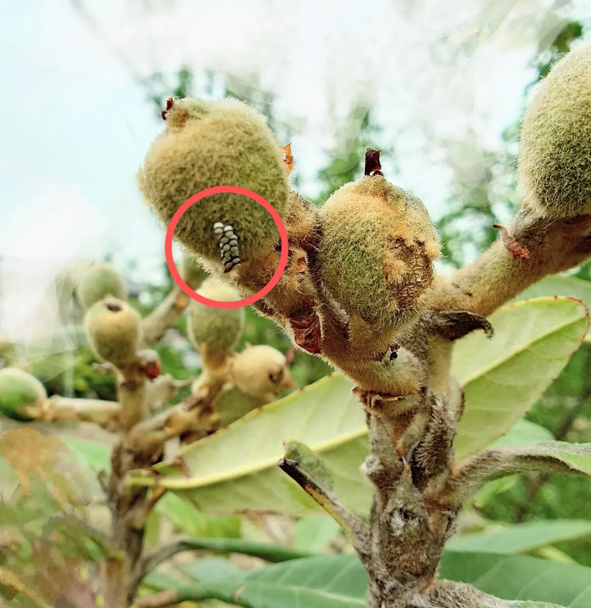 ビワの防虫についてお世話になります。画像数と文字数の関係｜園芸