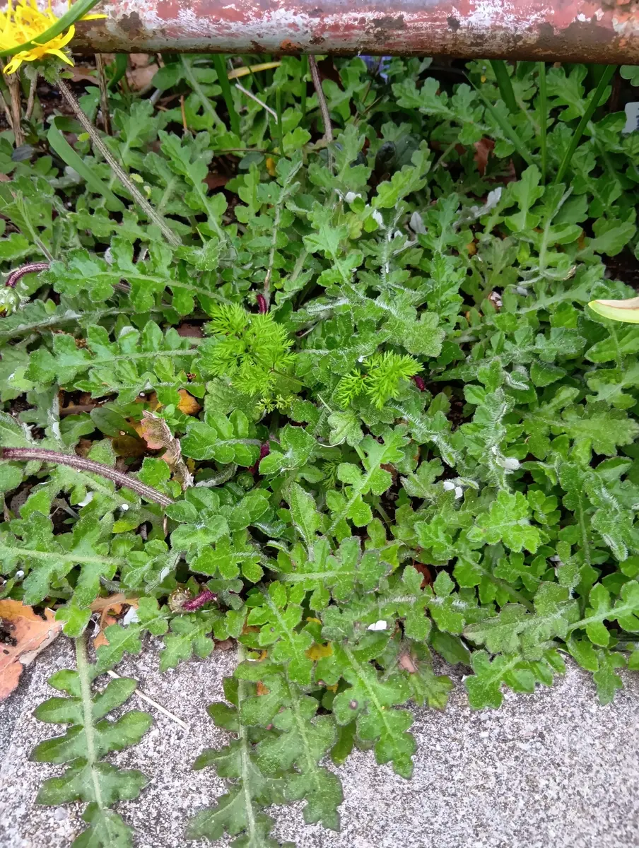 家の前の通り脇に生えていて、何だか可愛いな、と水やりしてい