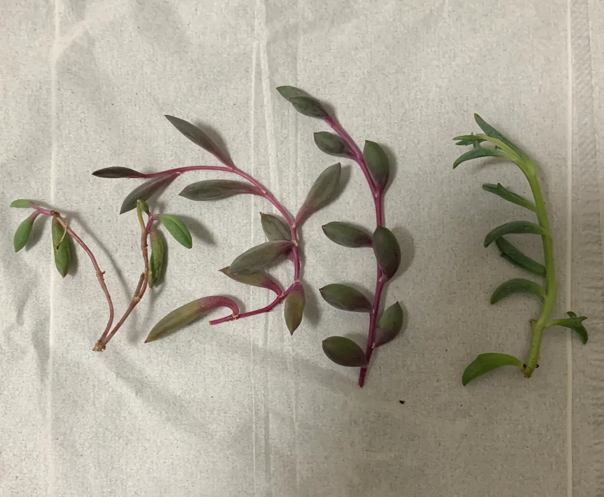 ルビーネックレス(1番右だけグリーンネックレス)として、それぞ