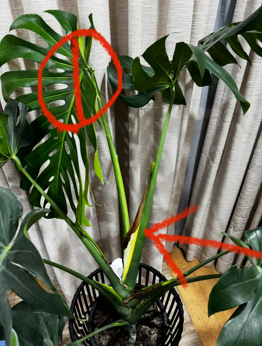 img_cache_q_43695_1_1745509245