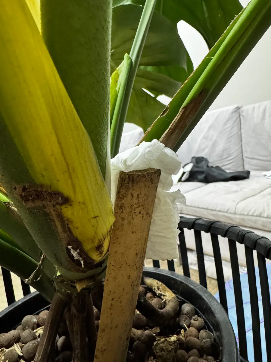 新しい葉①が出た後に茎に付いた葉の部分（←矢印）枯れました