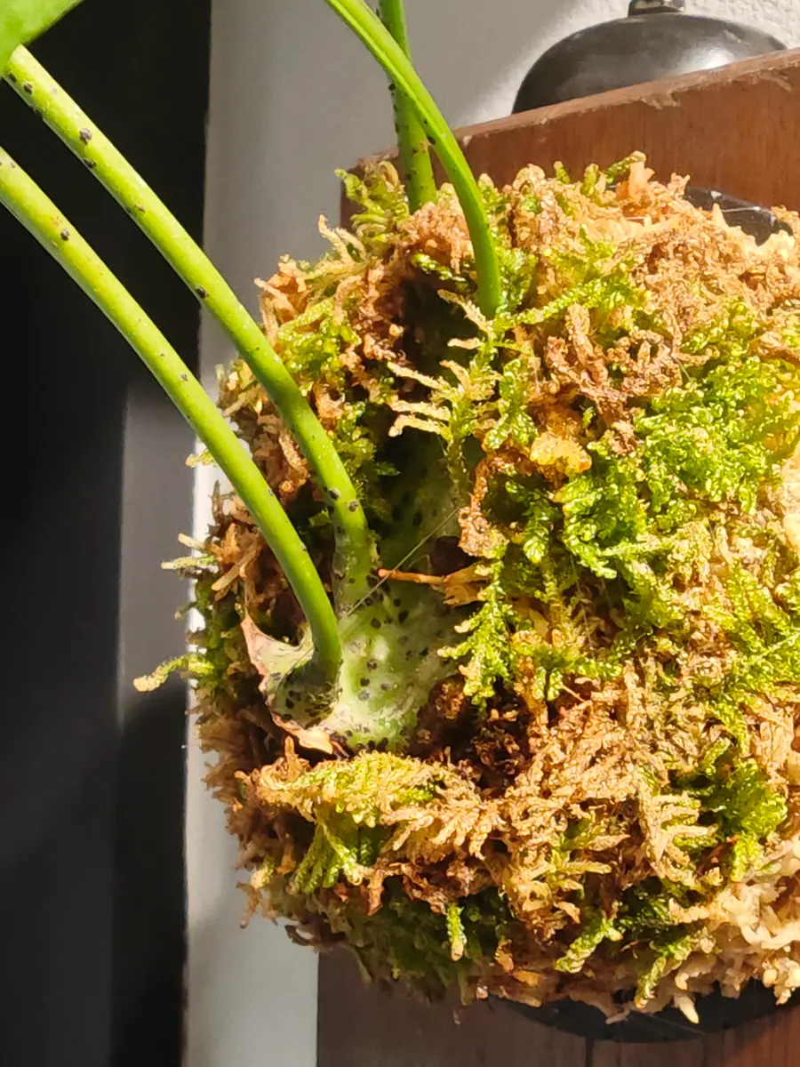 レカノプテリスミラビリスに付いて質問です。アリ植物を3週間｜園芸