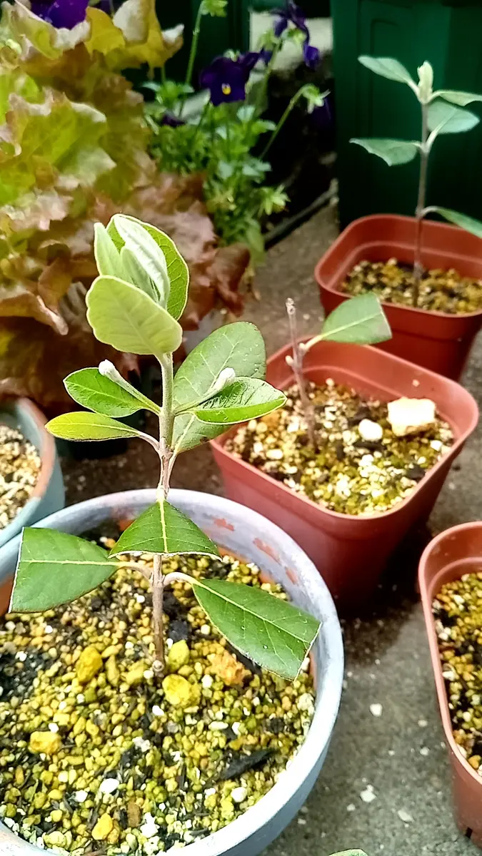 フェイジョア アポロ 実生苗 フェイジョア：実生苗2本植え 6号ポット