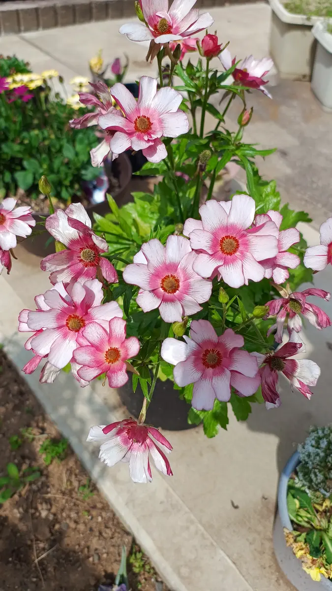 ラナンキュラスラックスの品種名、もし分かれば知りたいです