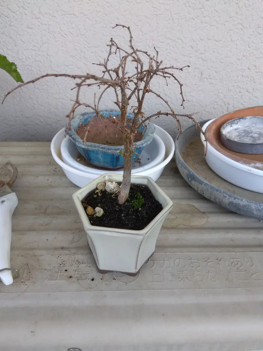 ケヤキの木がほとんど枯れたかと思いきや小さな芽が幹から出て