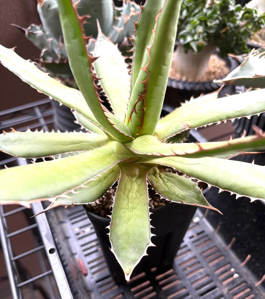 アガベのホリダです。ここ1年で購入した時よりすごく大きくな