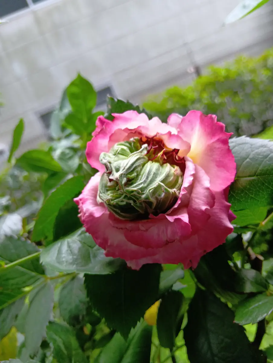 ベランダのバラ鉢植えなのですが奇妙な花が咲きましたなにが｜園芸