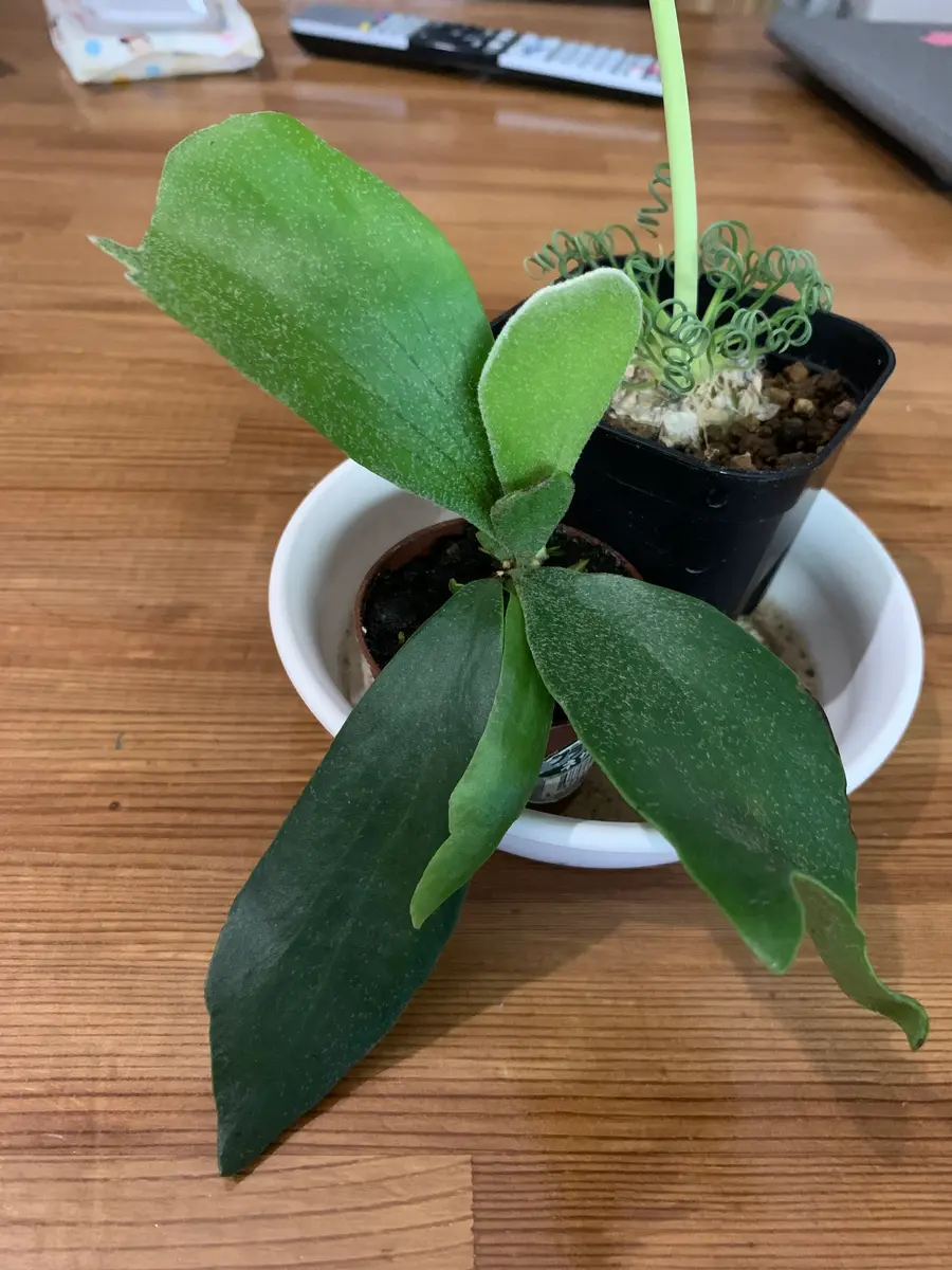 楽天市場】観葉植物/ビカクシダ（コウモリラン）：ネザーランド5
