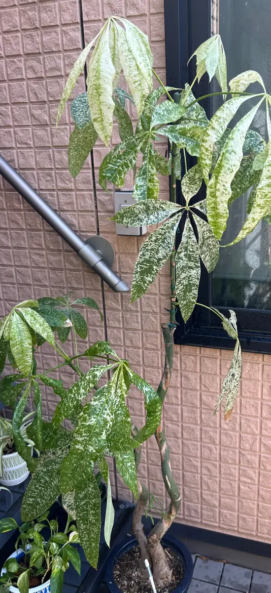 こんにちは。いつも楽しく拝見しております。以前質問させてい