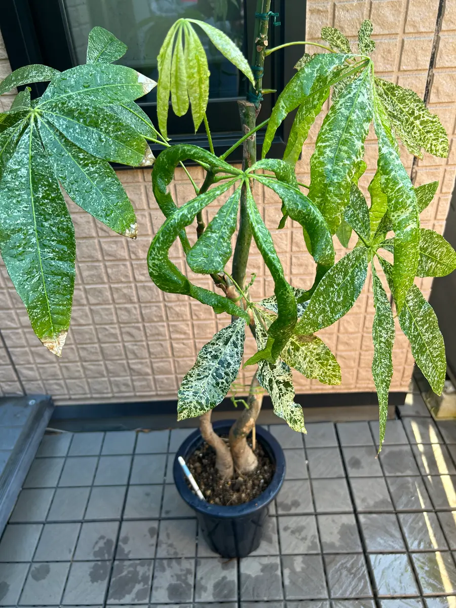 こんにちは。いつも楽しく拝見しております。以前質問させてい