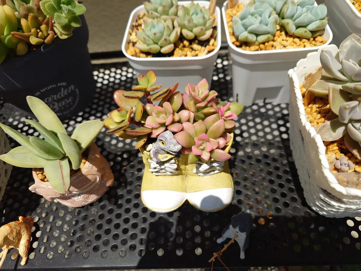 皆様いつもお世話になっております。家の多肉植物、桜吹雪につ