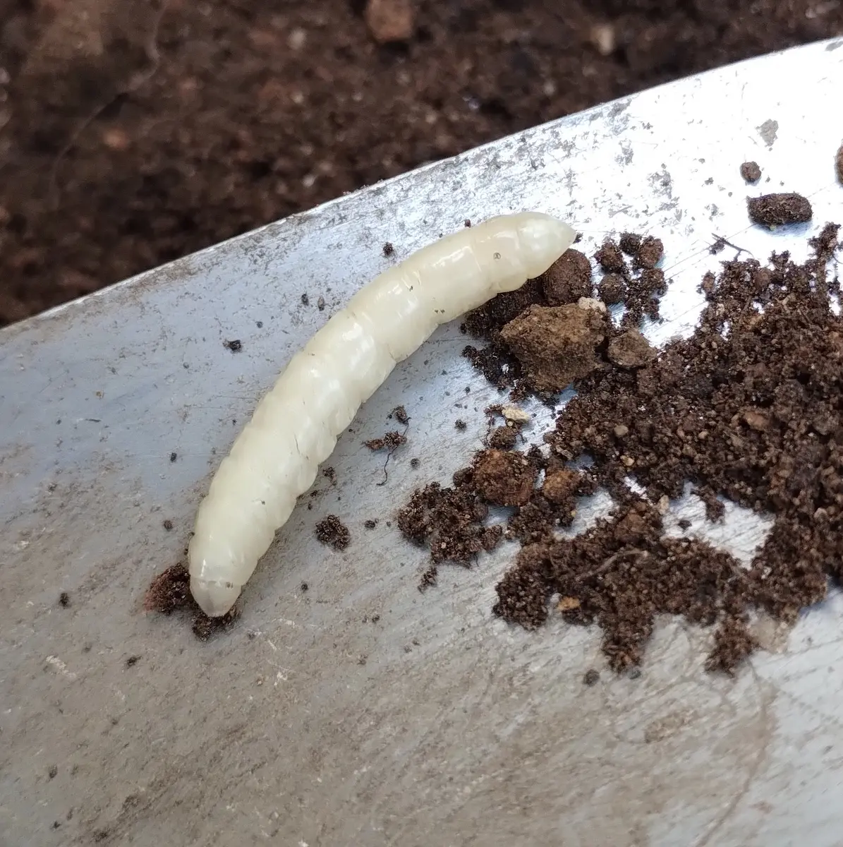 白くて丸くならないイモムシがいました。なんですか？益虫害虫