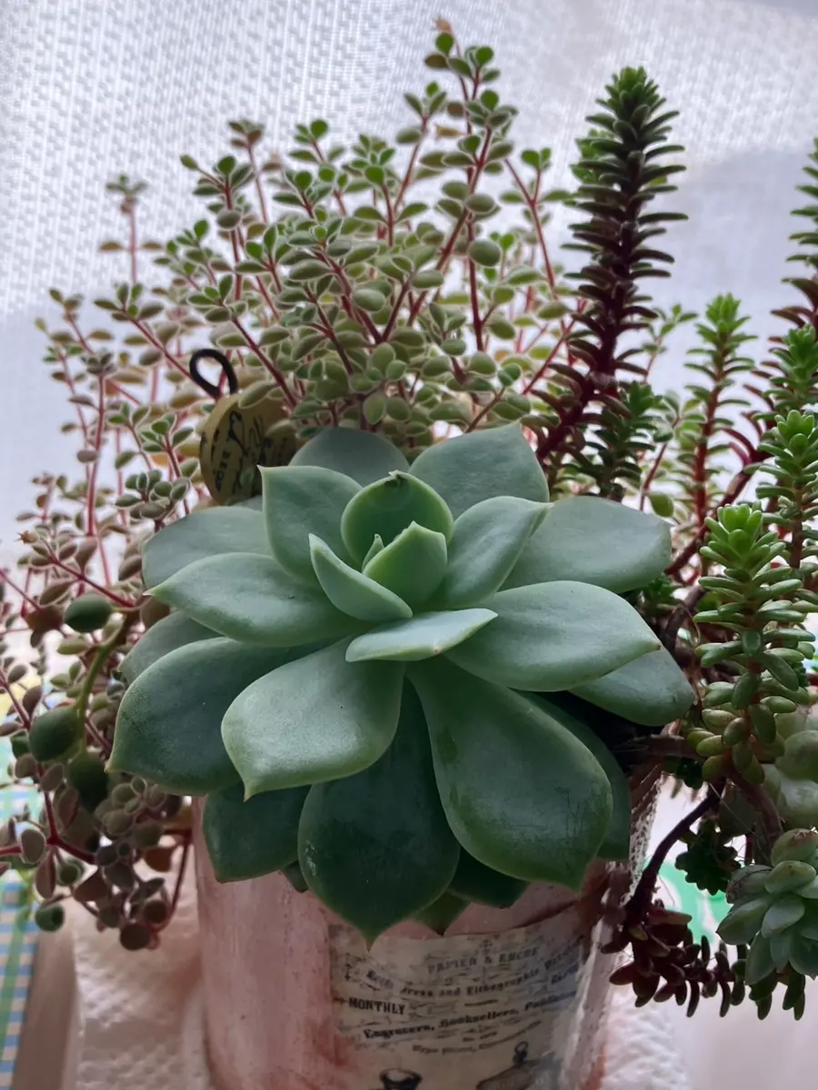 2024年秋から育てている多肉植物（エケベリア？）についてです