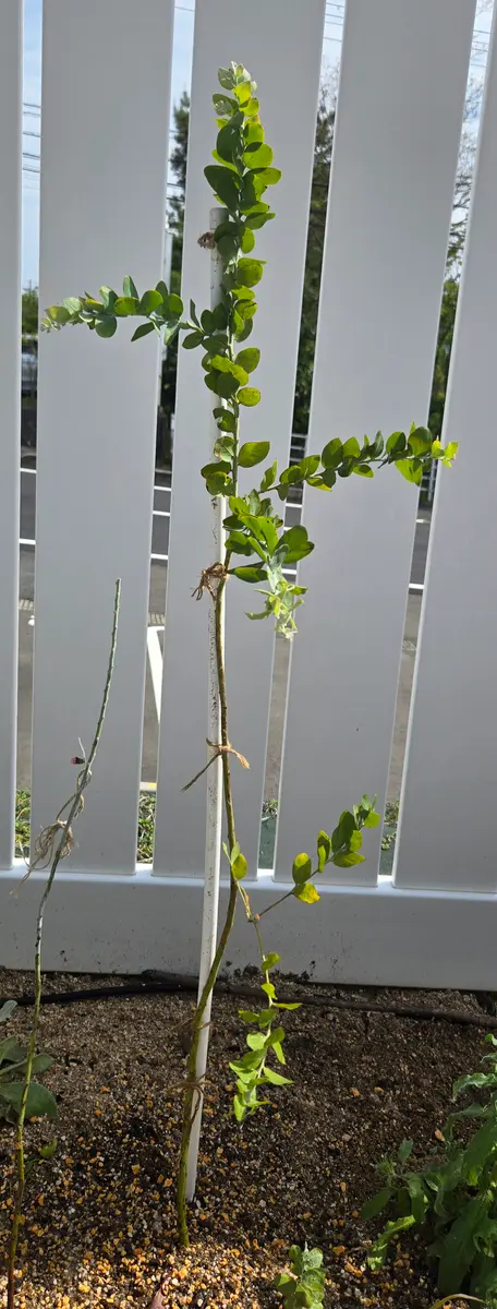 1年半前（秋）に植えたパールアカシアの苗木が成長せず、断念
