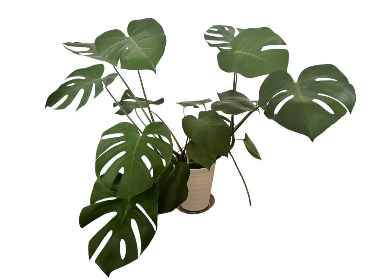 株分について暖かくなってきたので植え替えをおこないたいと思