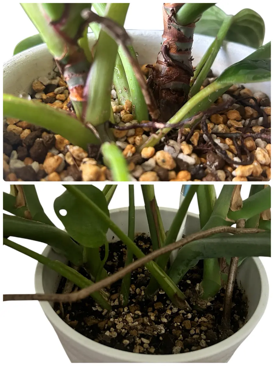 【国内正規品】 株分について暖かくなってきたので植え替えをおこないたいと思 ビカクシダ