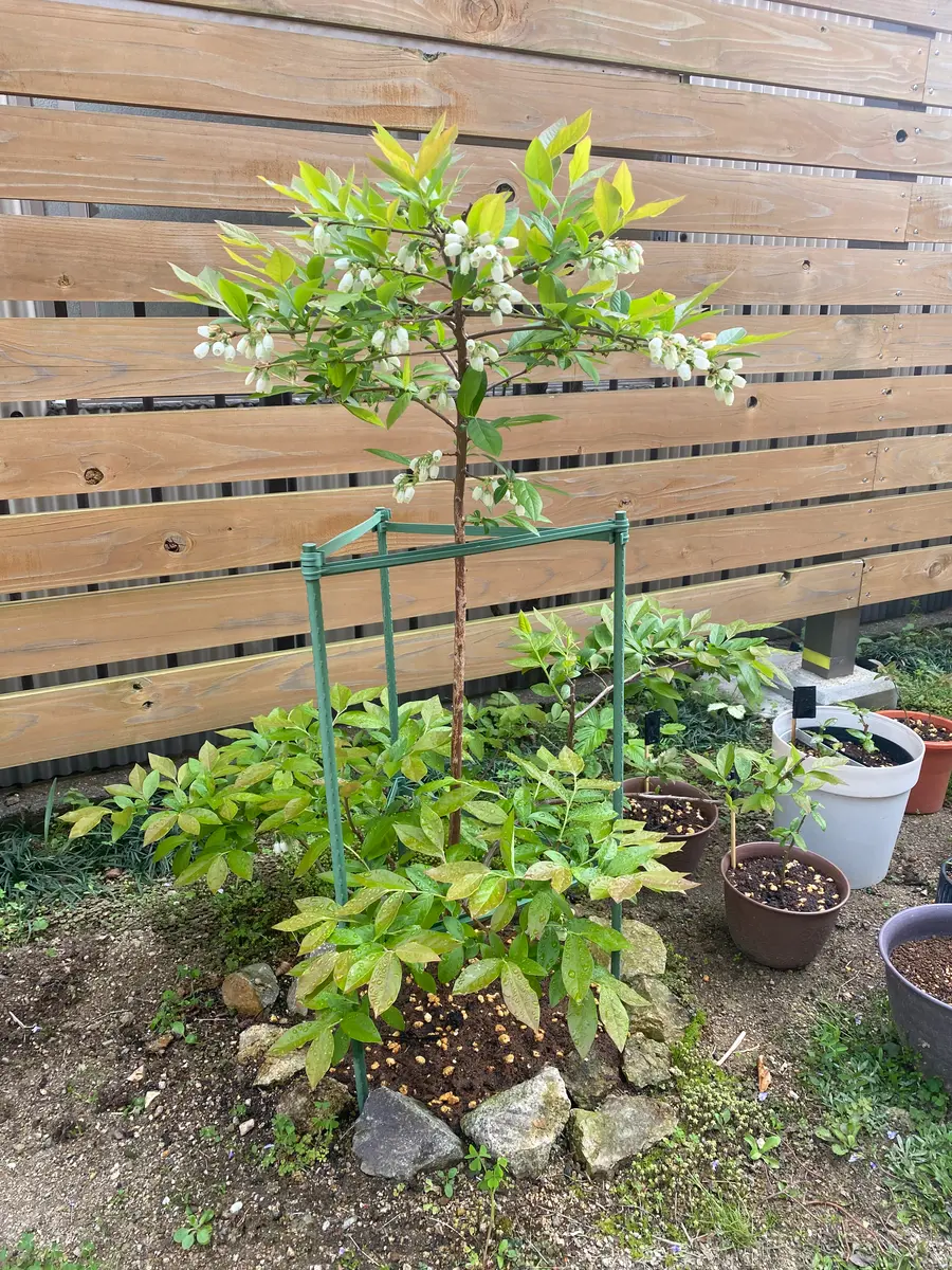 凄い、って！ブルーベリーの木 約1.5メートル 開花中！ ブルーベリーの木 約1.5メートル 開花中