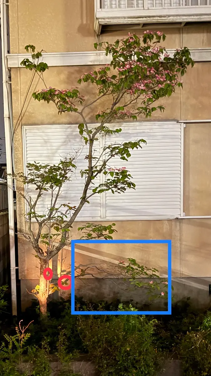 ハナミズキの木の花