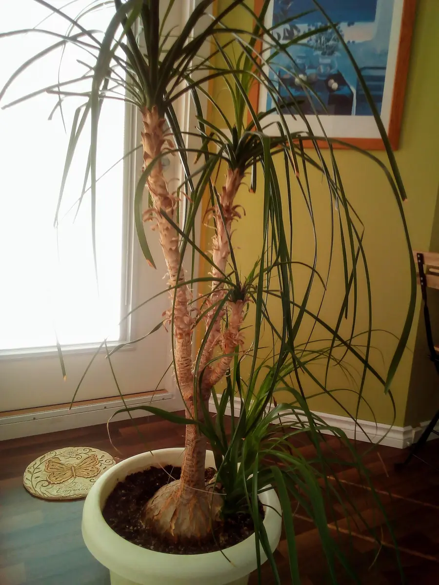 観葉植物　20年以上もの 20年近く我が家にある観葉植物です。これといった手入れもせず