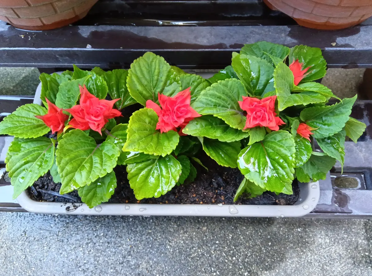 JAで花の苗を買ってきたのですが、名前が分かりません。教えて