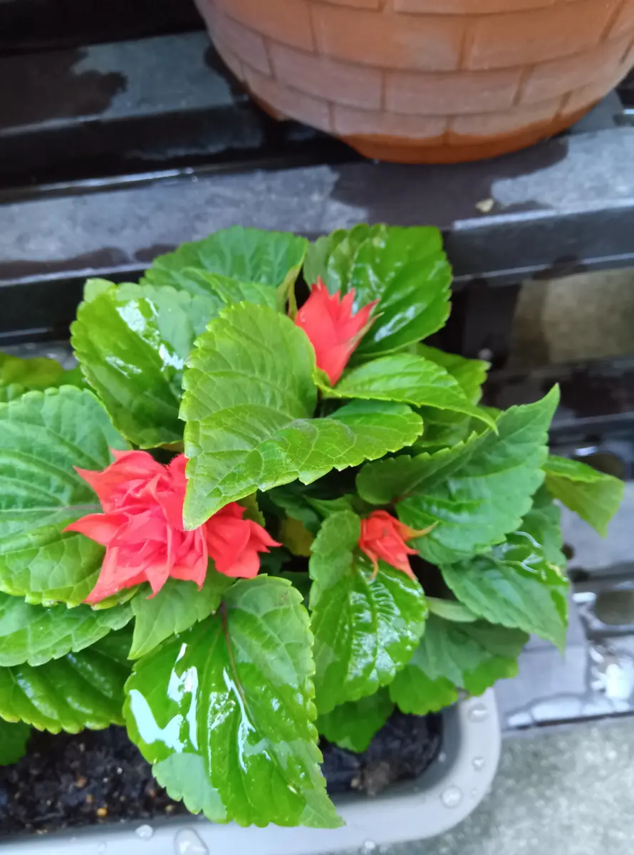 JAで花の苗を買ってきたのですが、名前が分かりません。教えて