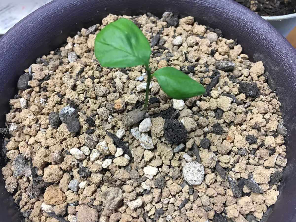 みかんについてです。食べたみかんからタネが出てきたのを植え