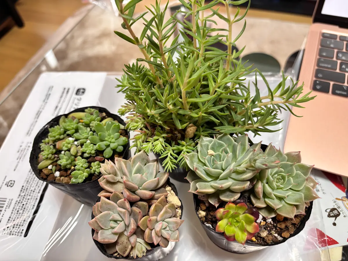 2025/04/28にシェアシード会にて多肉植物を数種類譲っていただ