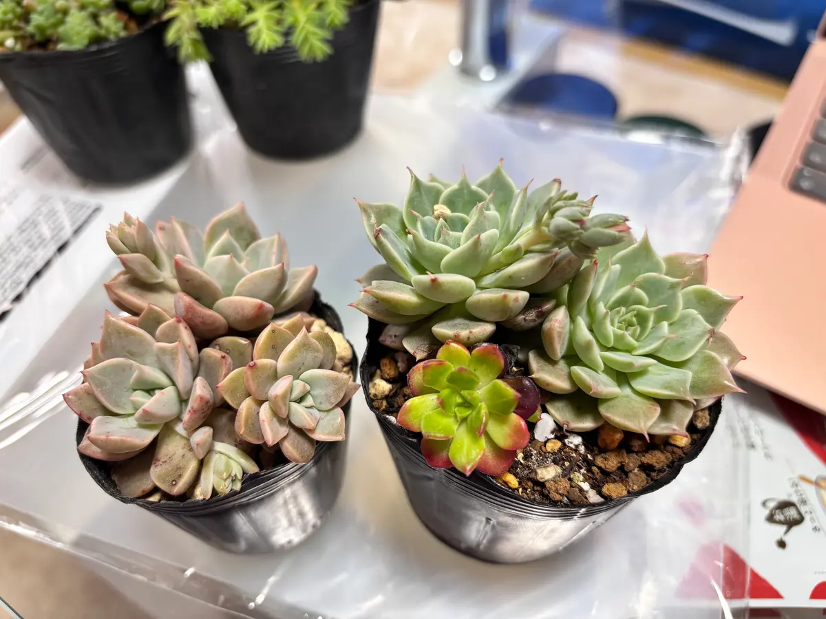 2025/04/28にシェアシード会にて多肉植物を数種類譲っていただ