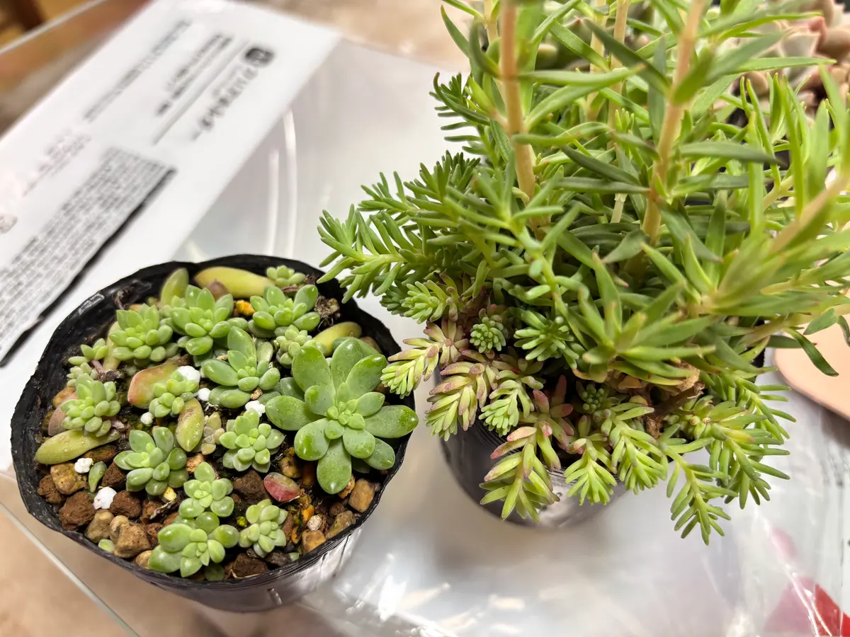 多肉植物　6点　まとめ出品 楽天市場】【ふるさと納税】おまかせ 多肉植物 寄せ植え 詰め合わせ