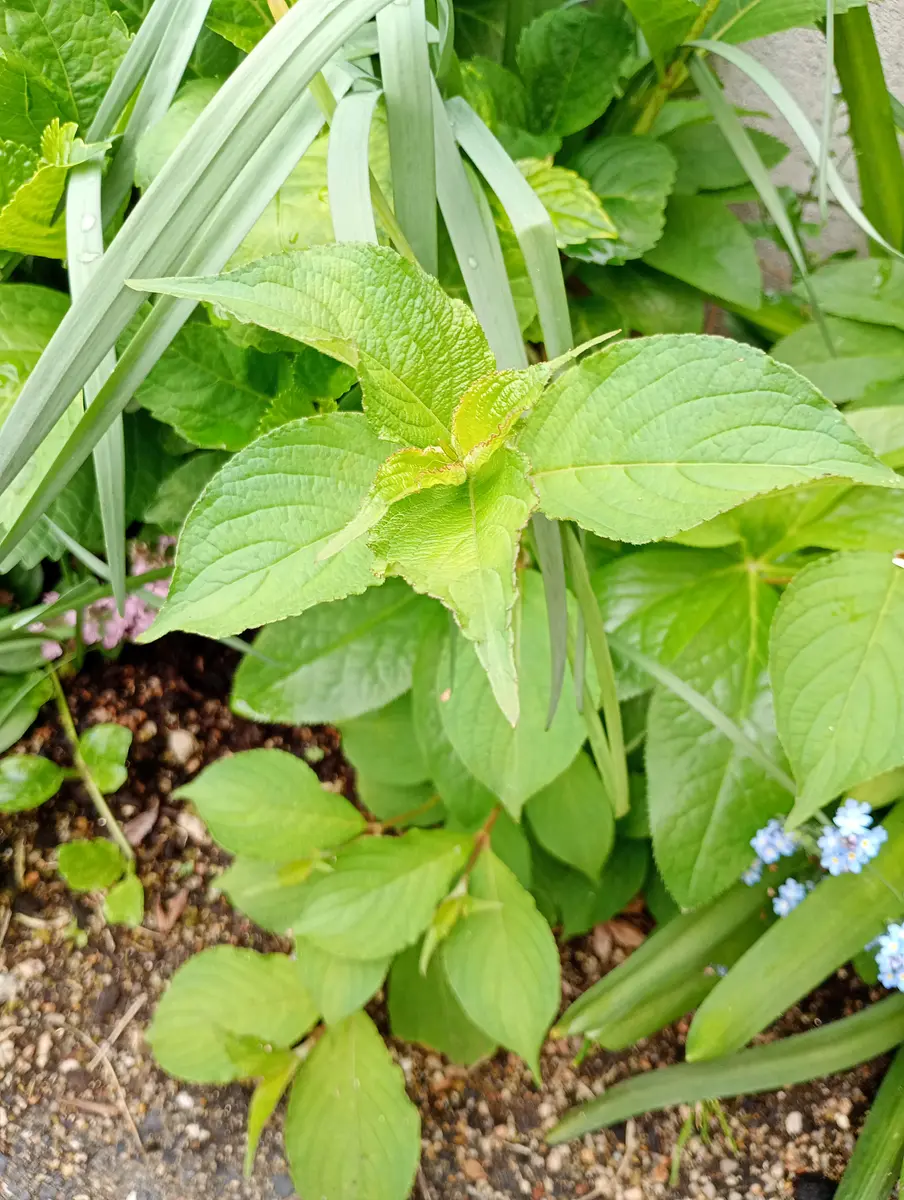 バラ 苗 購入前にコメントお願い致しますm(_ _)m 【公式通販】