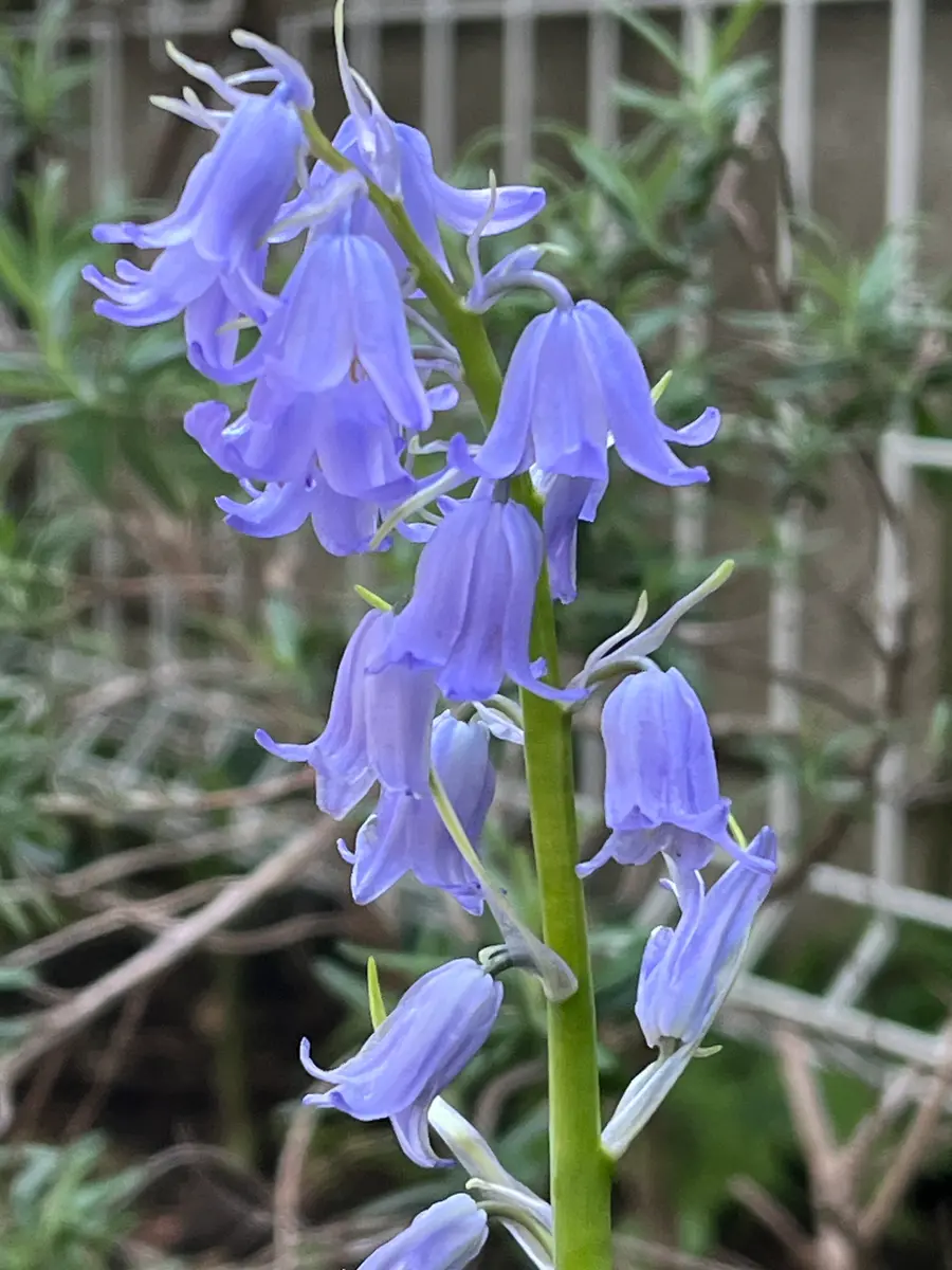 この花の名前を教えていただけますか?昨年から花壇に咲き始め この花の名前を教えていただけますか?昨年から花壇に咲き始め