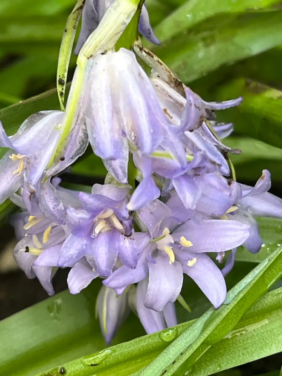 この花の名前を教えていただけますか?昨年から花壇に咲き始め この花の名前を教えていただけますか?昨年から花壇に咲き始め
