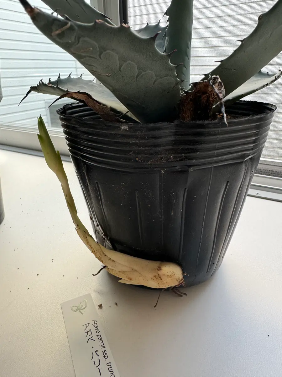 アガベ・パリー・トルンカータについて】数日前にお迎えし、｜園芸