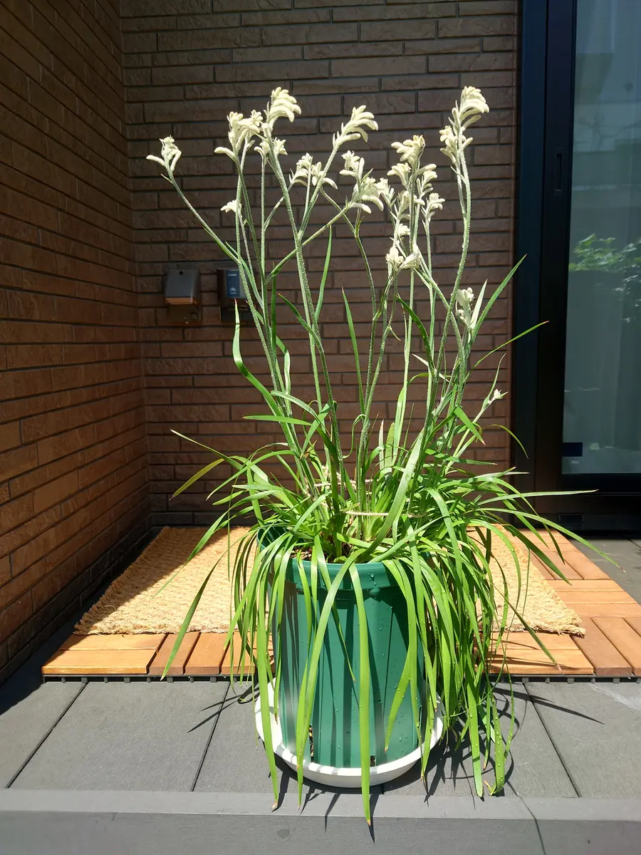 カンガルーポーです。昨年の春に鉢植えを購入し、直後にひと回