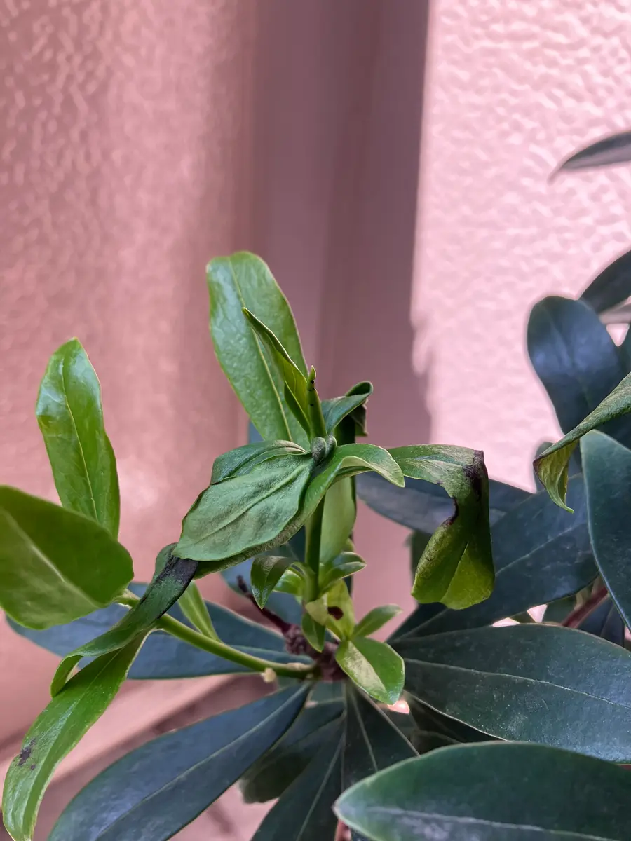 去年の春購入した沈丁花です。今年は花芽が付かず新芽だけ伸｜園芸