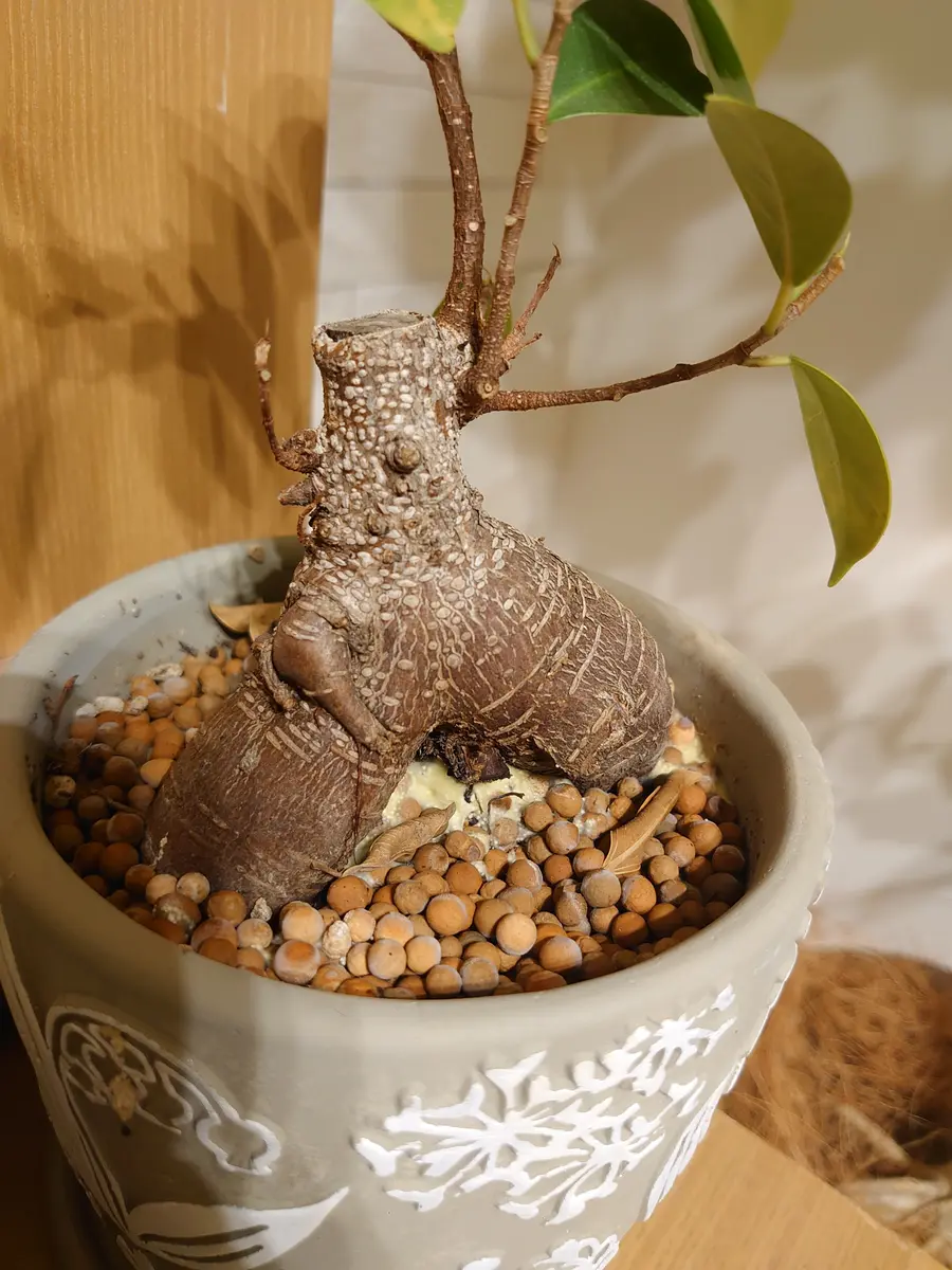 ガジュマルでご相談です。少し前、受皿に白いプチプチしたも｜園芸