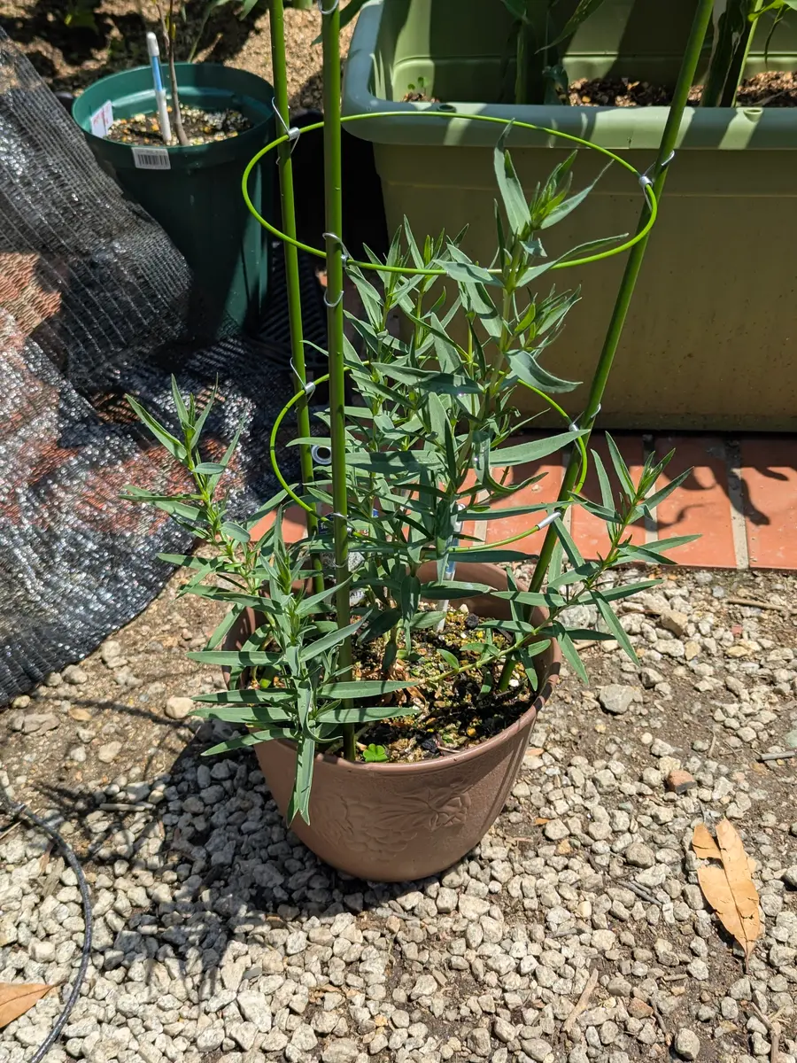 宿根カスミソウを苗から育てているのですが、【画像1】同じ環｜園芸