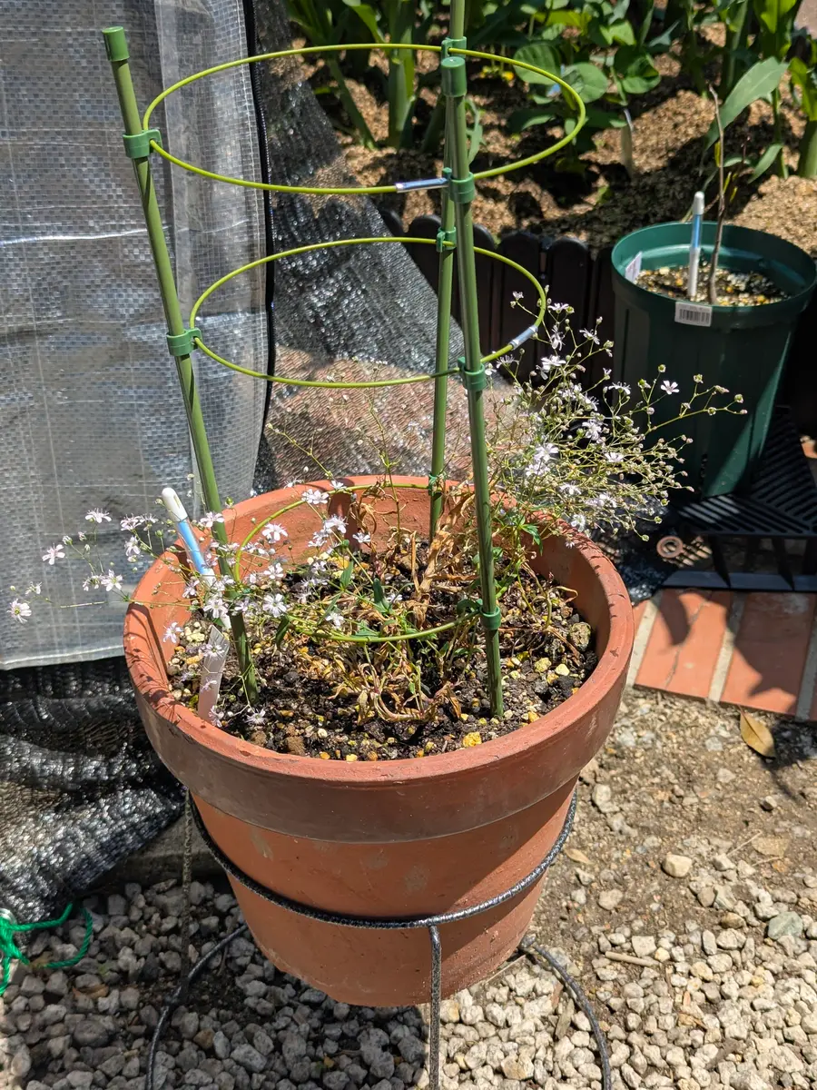 宿根カスミソウを苗から育てているのですが、【画像1】同じ環｜園芸