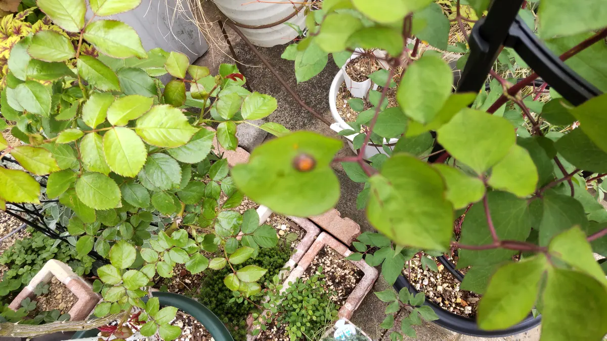 クレマチス確認用 クレマチス確認用