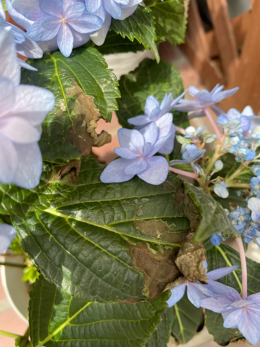 楽天市場】紫陽花 あじさい 苗 【うたげ】 5号ポット苗 アジサイ