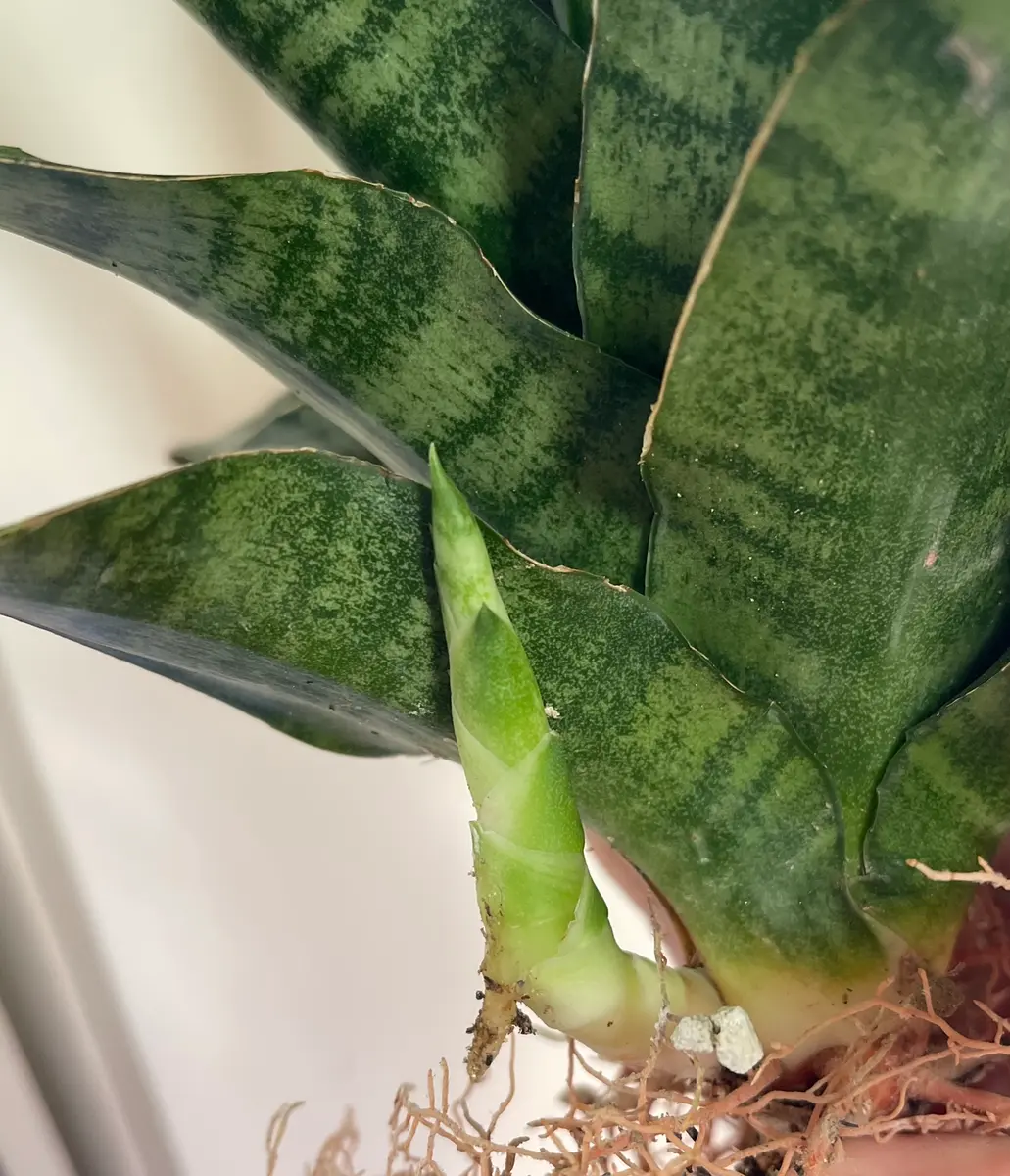 サンセベリアの株分けをしようか迷っています。画像の芽はカッ