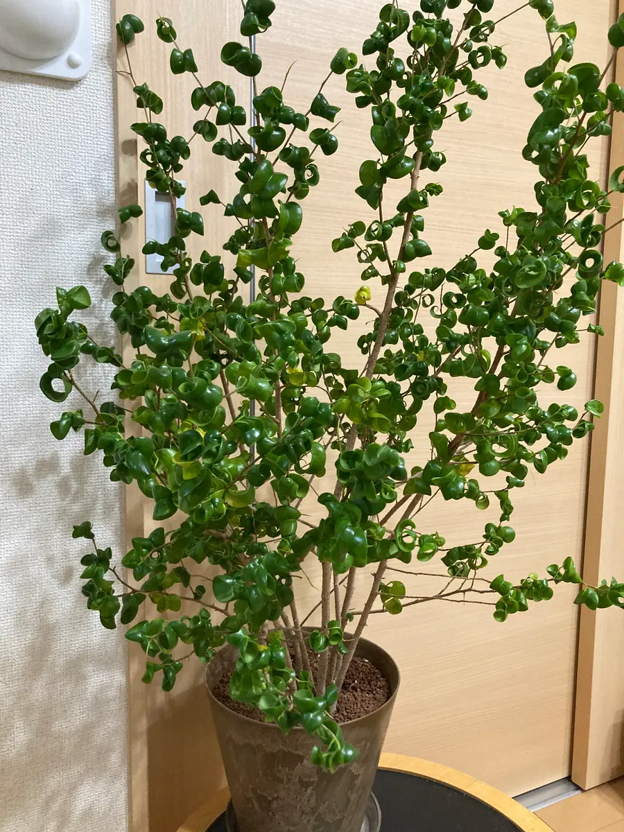 3年目のフィカスベンジャミンバロックです。毎年大きくなるの｜園芸