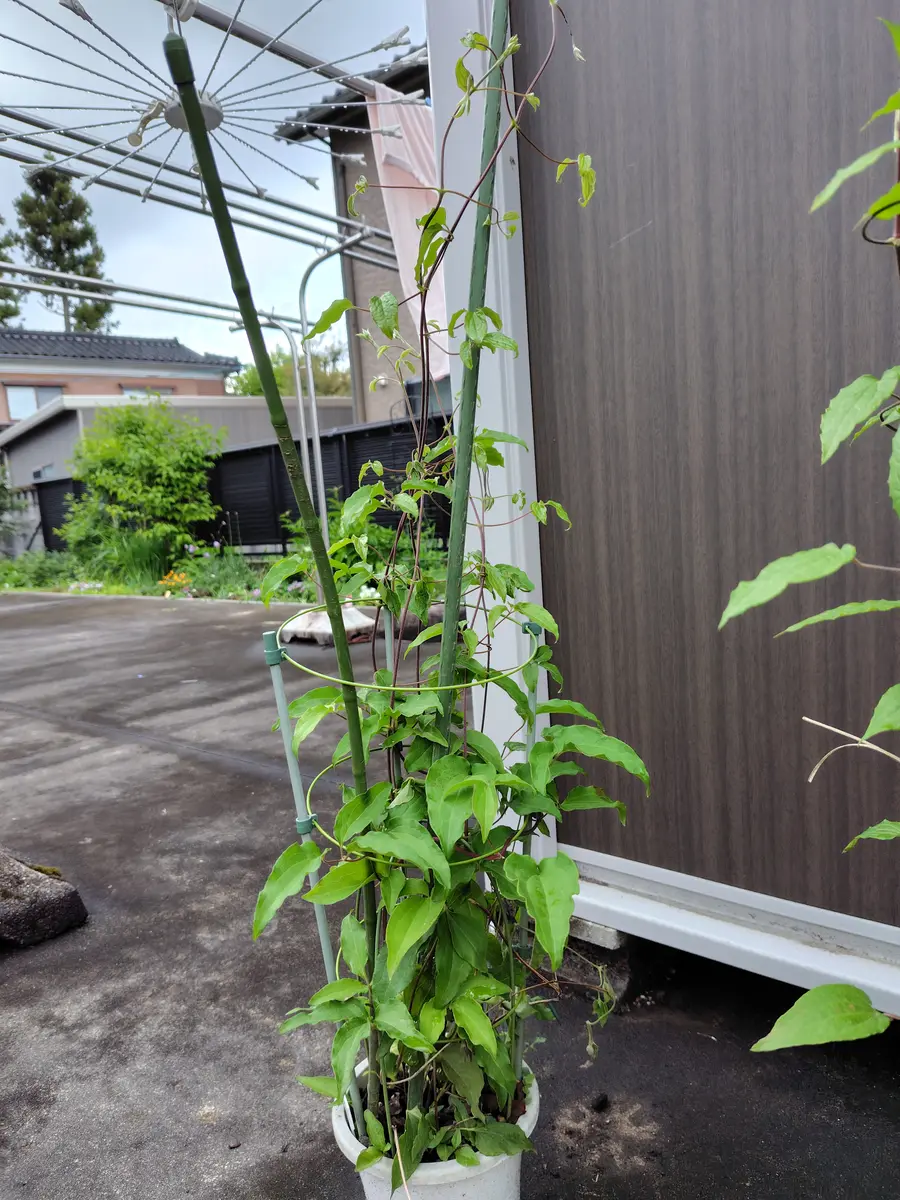 マスカットっとん　クレマチス マスカットっとん クレマチス Clematis ｜クレマチス – GcmRanch