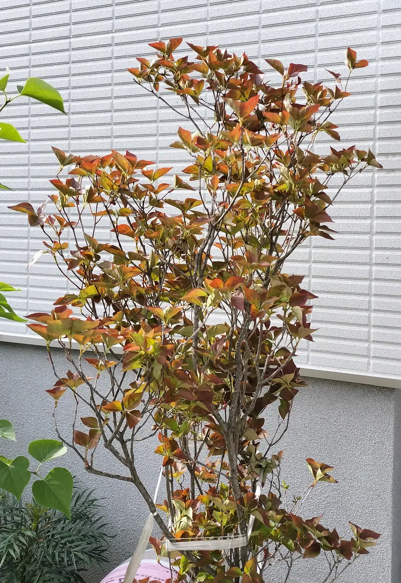 昨日、園芸店でミツバツツジを購入しました。ラベルにはミツバ