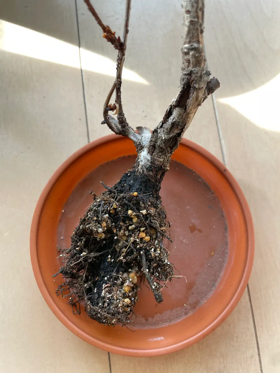 去年の1月に購入した旭山桜について質問です。購入した年はた｜園芸