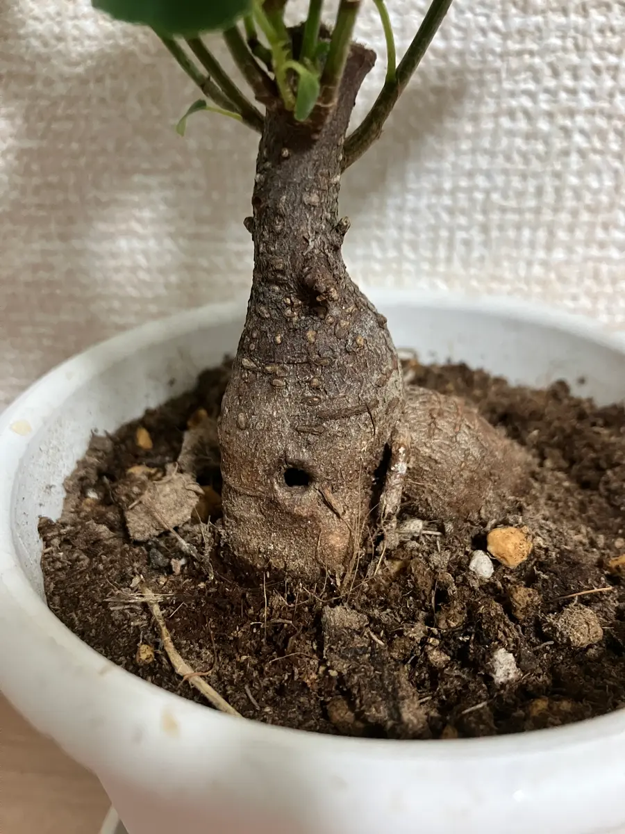 初めての質問で失礼があればすみません。最近買ったガジュマル